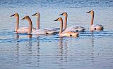 Six Swans A-Swimming_26456